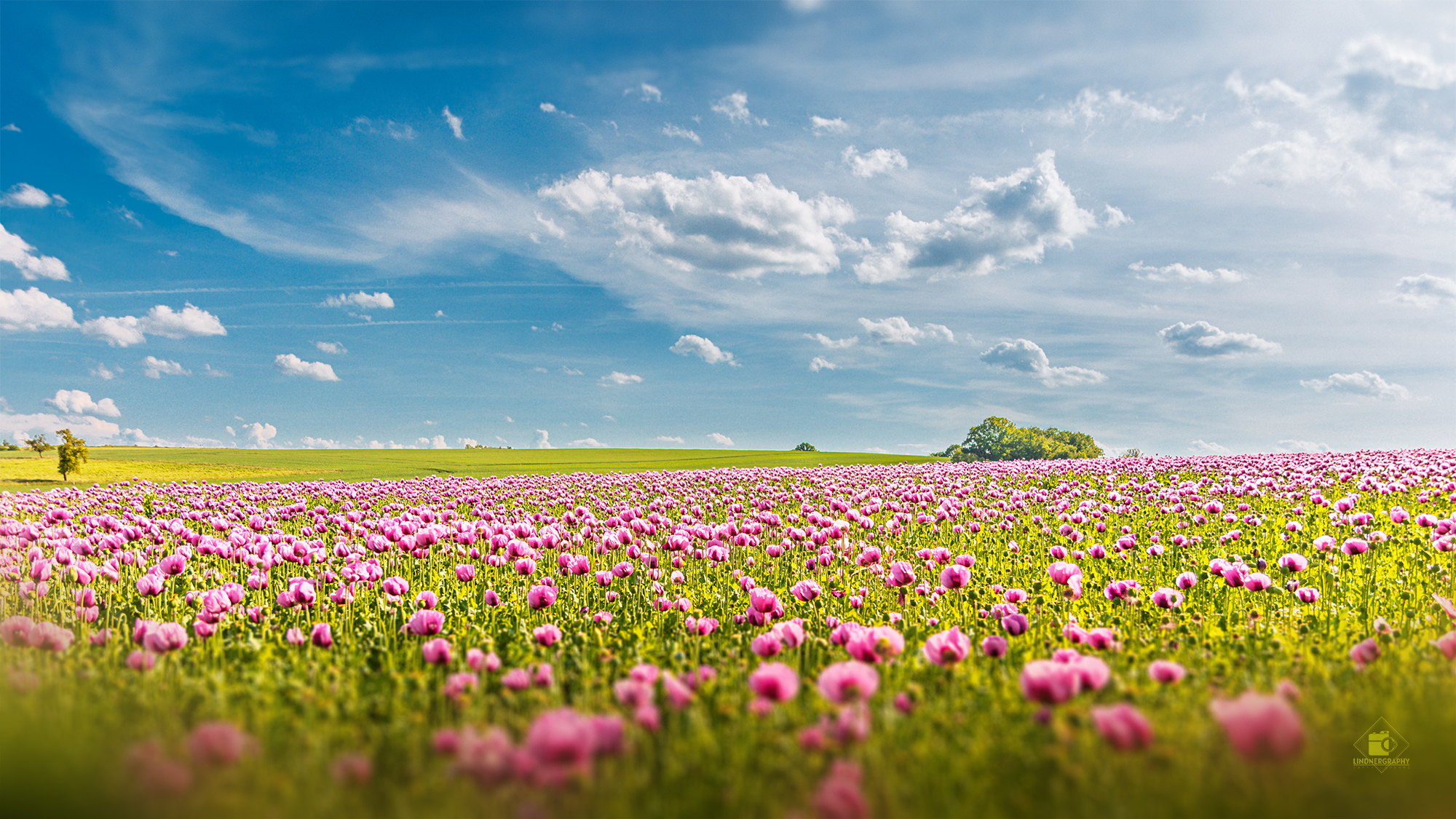 Lila Backmohnfeld in Sachsen